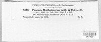 Puccinia muhlenbergiae image
